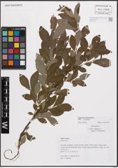Foto von Salix cinerea L.